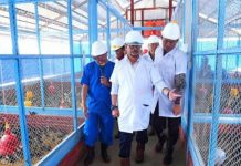 Gila, Anggaran Pengadaan Ayam Rp 770 Ribu Per Ekor