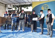 BPN Sulsel Sembelih 22 Hewan Qurban, 5 Sapi Disumbang di Luwu Utara