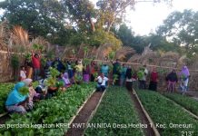 Kelompok Wanita Tani An-Nida Desa Hoelea Melakukan Panen Perdana Sayur-sayuran Pekarangan