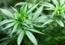 Kementan Ganja Kini Sebagai Kategori Tanaman Obat Binaan