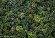 Banjir Sepekan Jokowi ke Kalsel, Greenpeace Indonesia, Sebut Tambang Batubara Milik Erick Thohir dan Bakrie Grup