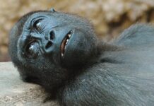 2 Gorila di Kebun Binatang San Diego Dinyatakan Positif Covid-19