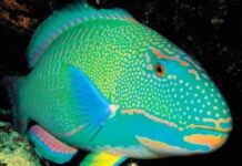 EDUKASI: Ikan Kakatua, Penghasil Pasir Putih, Kenapa Ikan ini Penting Bagi Kita?