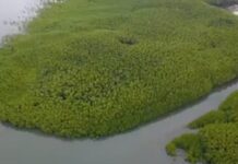 Video: Gubernur Sulsel, Perkenalkan Hutan Mangrove Tongke-tongke di Sinjai
