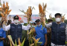 Di Bone, Gubernur Sulsel Panen Benih Jagung Hibrida NASA 29