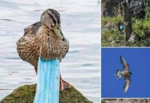 Perhatikan Masker dan APD Setelah Digunakan, Jaga Lingkungan Anda