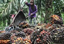 Presiden Tutup Keran Ekspor CPO, Harga Melonjak di Pasaran Global
