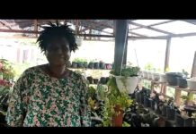 Video: Ibu Papua Meraup Omzet dari Usaha Tanaman Hias