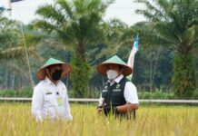 Libur, SYL Tetap lakukan Aktifitas Panen Raya