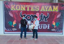 Pecinta Ayam Toraja Bertemu di Kota Makale