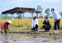 SYL Makin Mesra Bersama Presiden Jokowi, Tinjau Panen Raya di Malang