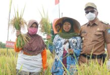 Bupati Bulukumba Hadiri Panen Raya, Petani: Panen Berlimpah Kami Gunakan Pupuk Organik Agrodyke