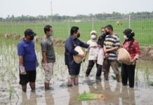 Anshar Ilo : Program SPBT BUMN, Terobosan yang Dapat Mensehjatrakan Para Petani Lokal