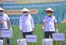 PT Petrokimia Gresik Semprotkan Pupuk Bersubsidi Organik Phonska OCA di Sidrap