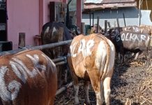 Momen Iduladha Golkar Makassar Berbagi Hewan Qurban di 15 Kecamatan di Masa Pandemi