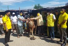 Golkar Makassar Peduli, Total 21 Ekor Sapi Qurban untuk Warga tidak Mampu