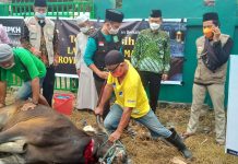 PCNU Kota Makassar Berqurban 9 ekor sapi, 4 ekor Kambing