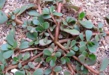 Tumbuhan Krokot Bukan Gulma, Mampu Menyembuhkan Berbagai Penyakit