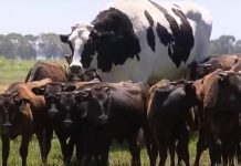 Sapi Terbesar dan Tertinngi di Dunia itu Bernama Knickers
