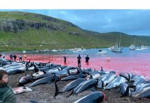 Pembantaian Hampir 1.500 Lumba-lumba Memicu Protes atas Perburuan Tradisional di Kepulauan Faroe