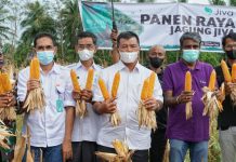 Bupati Panen Raya Jagung di Desa Singa, Andi Utta: Saya Upayakan Tingkatkan Sarana dan Prasarana Pertanian