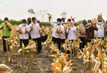 Mentan SYL Panen Jagung Nusantara Bersama 4 Gubernur dan 26 Bupati