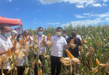 Wabup Bulukumba Panen Jagung Raya di Desa Bontomasila