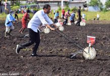 Presiden Jokowi Minta Produktivitas Pertanian di Papua Barat Ditingkatkan