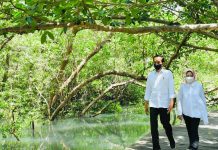 Presiden dan Ibu Negara Iriana Joko Widodo Meninjau Hutan Mangrove Tahura Ngurah Rai FOTO: Presiden dan Ibu Negara Iriana Joko Widodo meninjau hutan mangrove di Tahura Ngurah Rai, Kabupaten Badung, Bali, Jumat (08/10/2021). (Foto: BPMI Setpres/Laily Rachev)