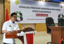 Wabup Ajak Kembangkan Tanaman Manggis di Acara Sosialisasi Karantina Pertanian FOTO: Wakil Bupati Bulukumba Andi Edy Manaf hadiri sosialisasi tanaman manggis bersama Balai Besar Karantina Pertanian (BBKP) Makassar menggelar sosialisasi Peraturan Karantina Pertanian dan Persyaratan Ekspor Buah Manggis. Rabu (13/10/2021).