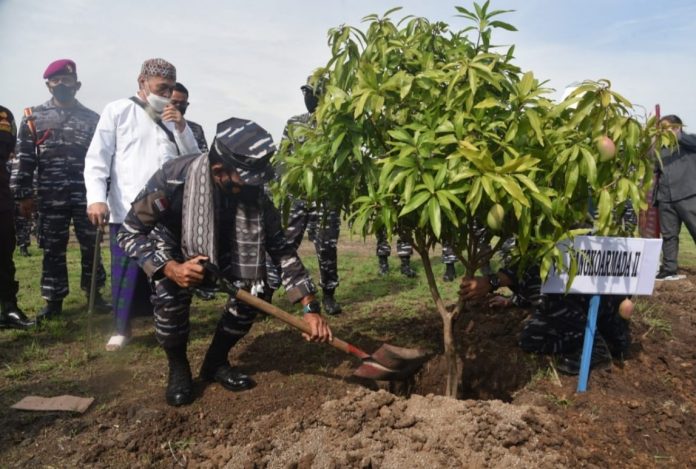 FOTO: Pangkoarmada II Laksamana Muda TNI Dr Iwan Isnurwanto, SH, MAP, M.Tr.(Han) Bibit Mangga Merah Garifta khas Pasuruan. Sabtu, 30 Oktober 2021