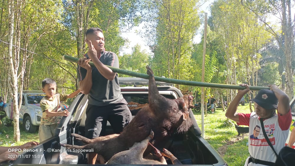 FOTO: Hasil perburuan Bupati, Dandim 1411 Bulukumba dan para petani di Desa Bonto Bangun Kecamatan Rilau Ale sebanyak 7 ekor babi hutan. Minggu (7/11/2021).