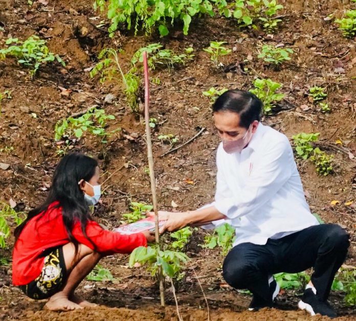 FOTO: Presiden Joko Widodo melakukan penanaman pohon bersama masyarakat, di Kawasan Hutan Gunung Pepe, Kabupaten Lombok Tengah, NTB, Sabtu (13/11/2021) pagi. (Foto: BPMI Setpres)