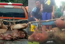 Bupati Bulukumba Berburu Babi Hutan, Hewan Pengganggu Tanaman Petani FOTO: Hama babi hutan hasil perburuan. Minggu, (14/11)