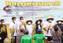 Rina Saadah ajak Bupati Maros Prioritaskan Anak Muda Berinovasi di dunia Pertanian FOTO: Ketua umum pemuda tani HKTI Rina Sa'adah dan Ketua Pemuda Tani HKTI Sulsel Rachmat Sasmito bersama bupati Maros hadiri pesta panen yang berlokasi di Kecamatan Bantimurung desa Mattoanging Kabupaten Maros, Ahad 14/11/2021.