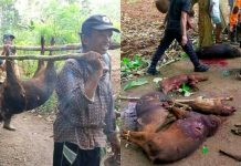 Ada 96 Ekor Babi Hutan, Hasil Perburuan Pemkab dan Warga Bulukumba FOTO: Hasil perburuan hama babi di Desa Tamalanrea Kecamatan Bontotiro dan beberapa wilayah sekitar. Minggu, (21/11/2021).