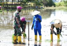 Danlantamal XI Dampingi Komandan Korps Marinir Turun Ke Sawah Komandan Korps Marinir (Dankormar) Mayor Jenderal TNI (Mar) Suhartono, M. Tr. (Han) didampingi Danlantamal XI Merauke Brigjen TNI (Mar) Edi Prakoso, S.E. turun ke sawah untuk menanam benih padi dalam rangka program ketahanan pangan salah satu program yang dicanangkan oleh Pemerintah