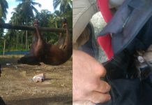 Tim Perburuan Pemkab Bulukumba, Musnahkan 120 Ekor Babi Hutan Warga di Desa Paccarammengang, Kecamatan Ujung Loe membawa seekor babi hutan hasil perburuan kerjasama dengan Tim Pemkab Bulukumba. Minggu, (19/12)