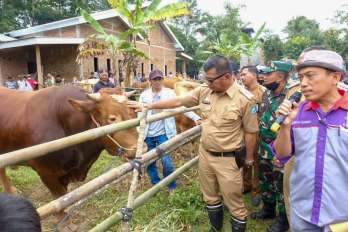 Pencanangan Kampung Sapi ini dipusatkan di Desa Salassae Kecamatan Bulukumpa oleh Bupati Muchtar Ali Yusuf, Selasa 28 Desember 2021.