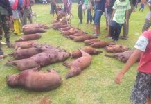 Perburuan Babi di Desa Tritiro, Tim berhasil Musnahkan 30 Ekor Hasil perburuan 20 ekor Babi Hutan Pemkab Bulukumba di Desa Tritiro, Kecamatan Bontotiro, Kabupaten Bulukumba. Minggu (2/1/2022)