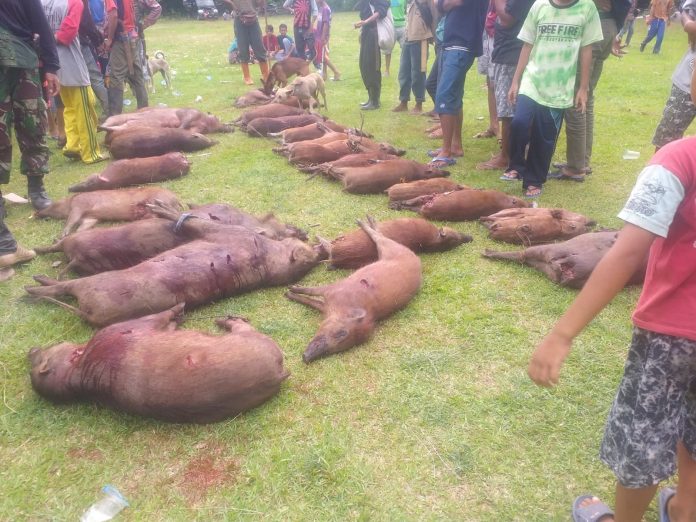 Hasil perburuan 20 ekor Babi Hutan Pemkab Bulukumba di Desa Tritiro, Kecamatan Bontotiro, Kabupaten Bulukumba. Minggu (2/1/2022)