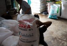 Kejati Sulsel Bakal Gelar Operasi Pemberantasan Mafia Pupuk Bersubsidi Ilustrasi pupuk bersubsidi