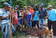 Pemkab Bulukumba dan Warga Kembali Lakukan Perburuan Babi, Hasilnya 17 Ekor Babi Tewas di Batukaropa Warga Batukaropa bersama hasil buruanya. Minggu, (30/1)