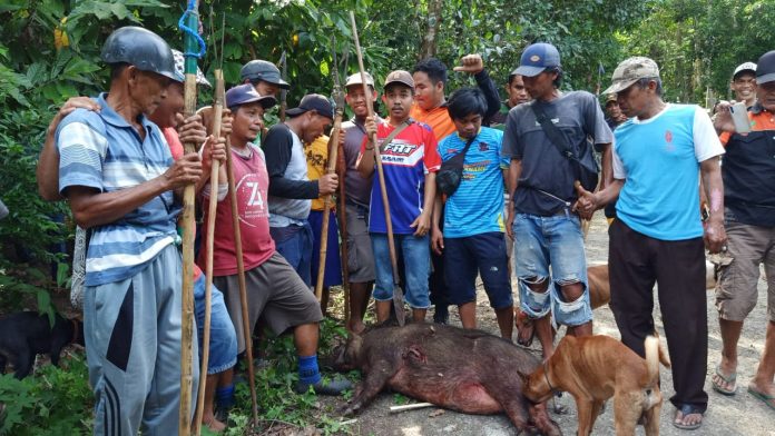 Warga Batukaropa bersama hasil buruanya. Minggu, (30/1)