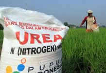 Permainkan Pupuk, PT. Pupuk Indonesia Pecat Puluhan Distributor dan Kios Pupuk Bersubsidi Petani di Kabupaten Pasuruan tengah memberi pupuk di lahannya. (Jawa Pos Radar Bromo Photo)