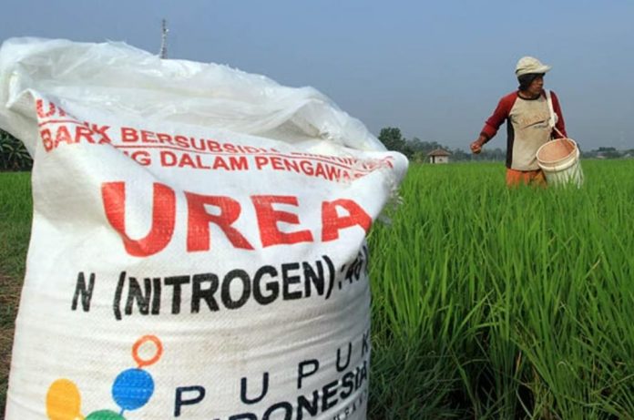 Petani di Kabupaten Pasuruan tengah memberi pupuk di lahannya. (Jawa Pos Radar Bromo Photo)