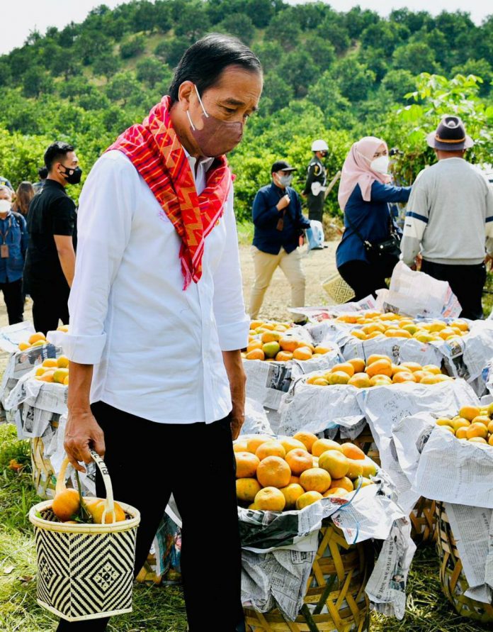 Presiden Jokowi saat berada di kebun jeruk di Kampung Jeruk, Kabupaten Karo, Provinsi Sumatra Utara, Jumat (04/02/2022). (Foto: BPMI Setpres/Laily Rachev)