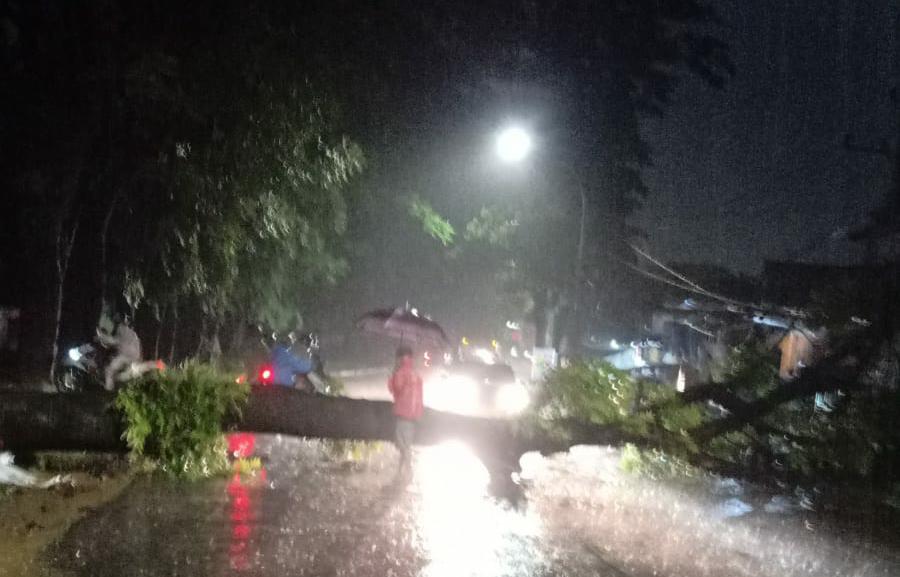 Pohon rubuh didepan pekuburan Kristen Pannara-Antang, Kecamatan Manggala, Kota Makassar. Ahad, (20/2)