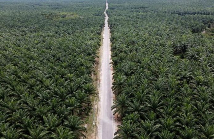 Ilustrasi Kebun Kelapa Sawit [Properti Nationalgeografi]