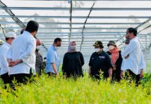 Tinjau Persemaian Mentawir, Presiden: Pembangunan IKN Diawali dengan Rehabilitasi Lahan Presiden Jokowi beserta rombongan terbatas meninjau langsung Persemaian Mentawir, di Desa Mentawir, Kecamatan Sepaku, Kabupaten Penajam Paser Utara, Provinsi Kalimantan Timur, Senin (14/03/2022). (Foto: BPMI Setpres/Laily Rachev)